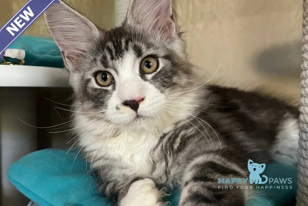 Mario Maine Coon male black silver tabby live animals