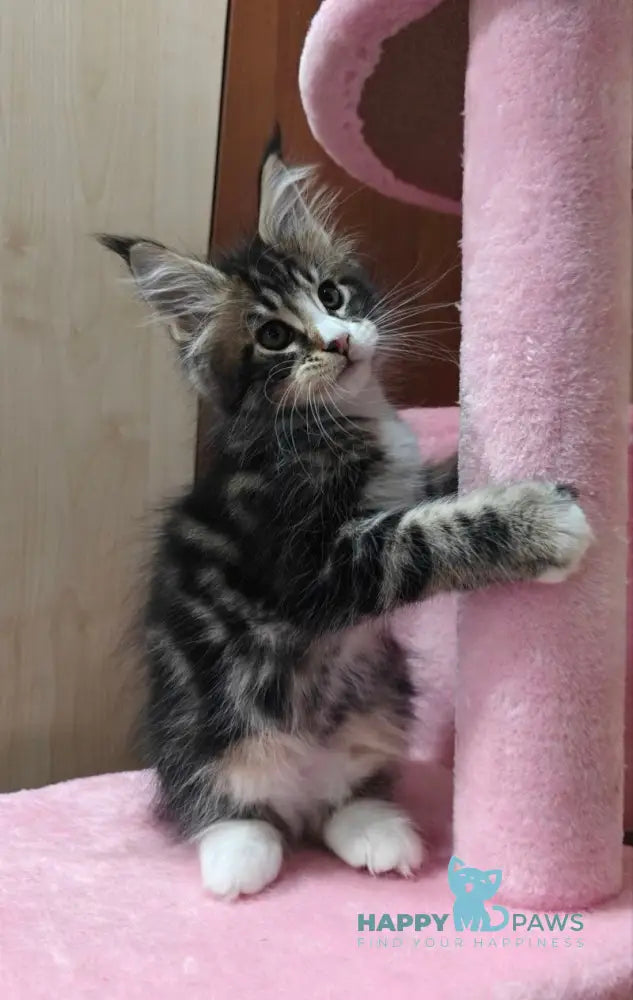 Mario Maine Coon male black tabby with white live animals