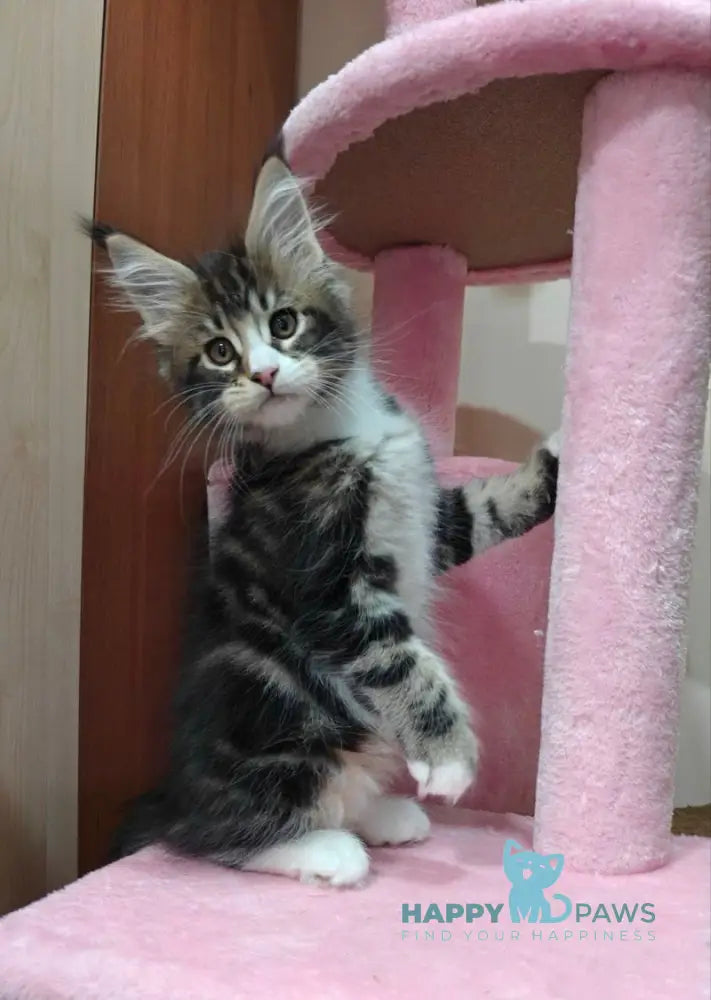 Mario Maine Coon male black tabby with white live animals