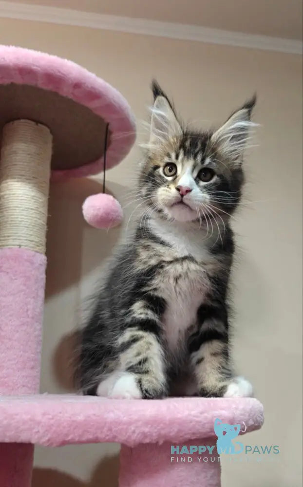 Mario Maine Coon male black tabby with white live animals