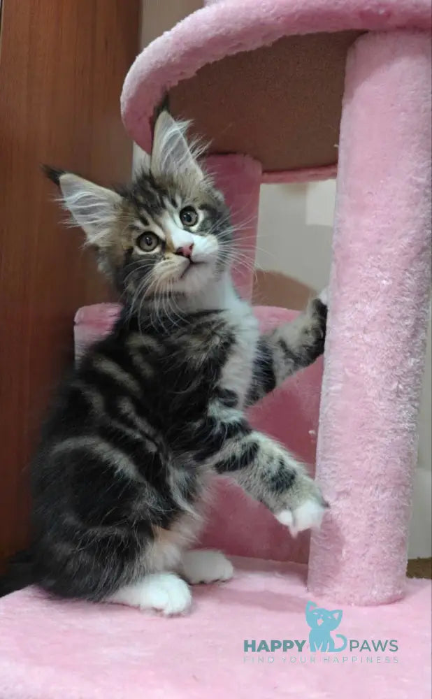 Mario Maine Coon male black tabby with white live animals