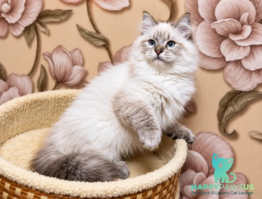 Mario Siberian male seal tabby pointed - live animals