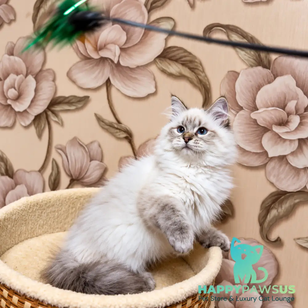 Mario Siberian male seal tabby pointed - live animals