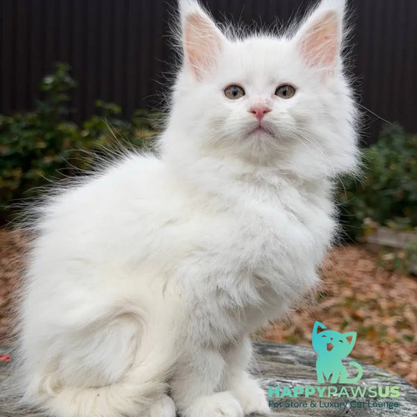 Marishka Maine Coon female white - live animals