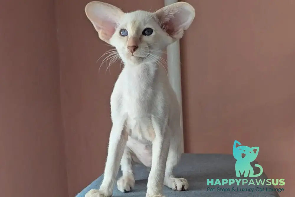 Marius Siamese male lilac - live animals