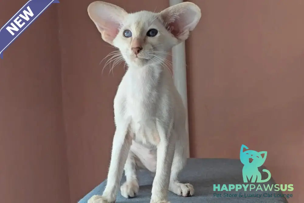 Marius Siamese male lilac - live animals