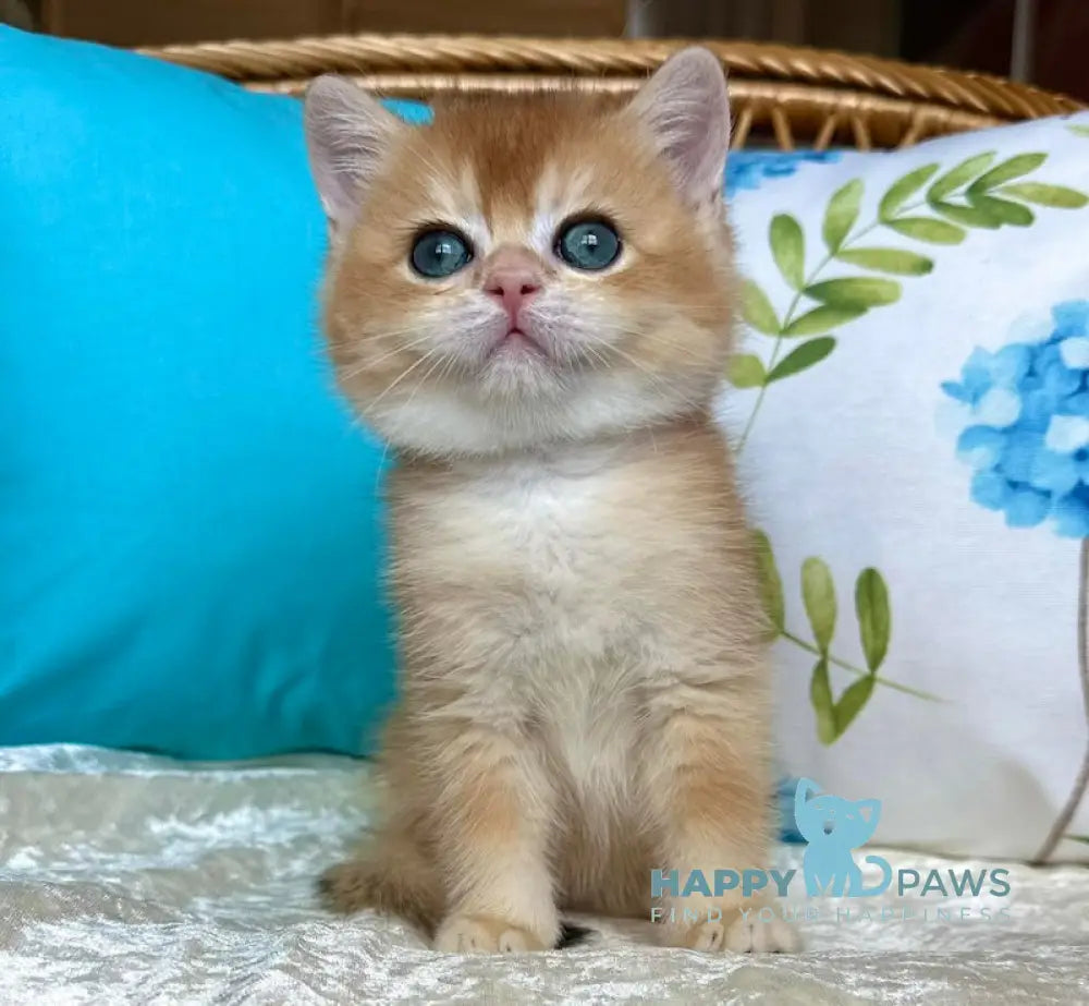 Mark British Shorthair male black golden chinchilla live animals