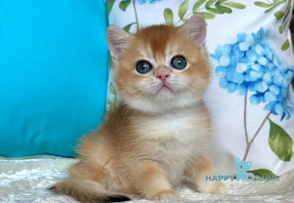 Mark British Shorthair male black golden chinchilla live animals