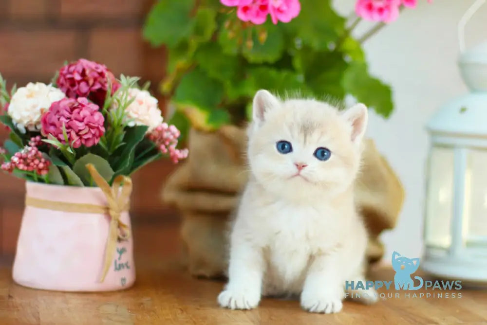 Mark British Shorthair male black golden shaded live animals