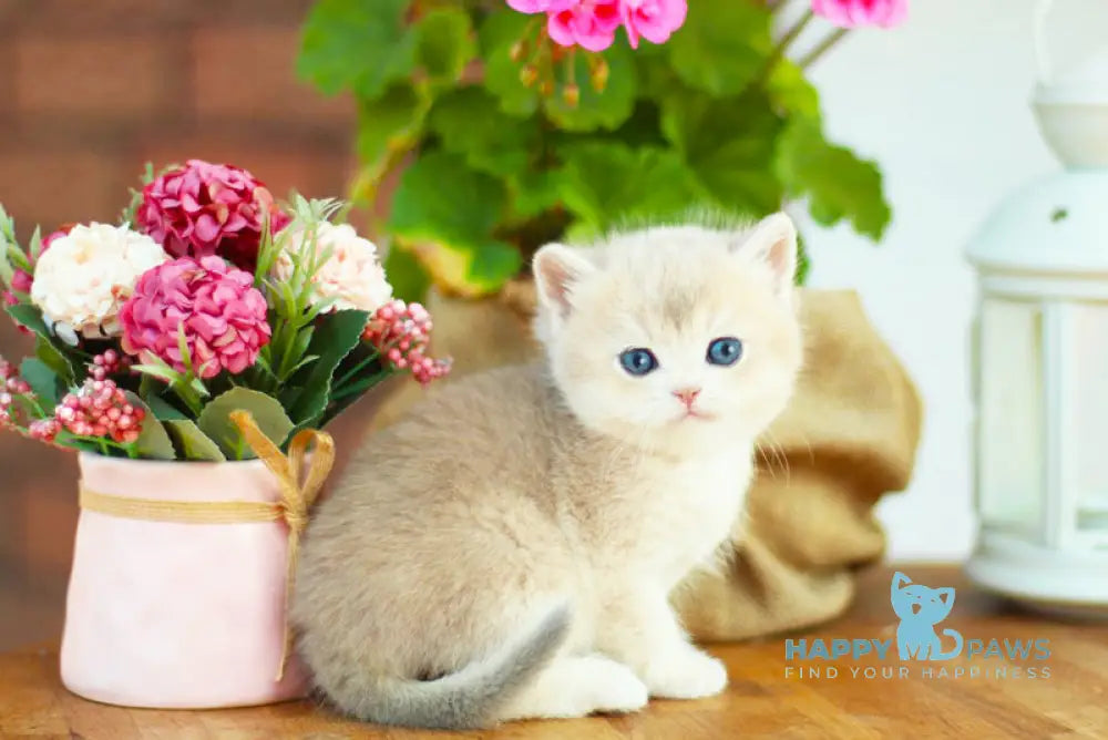 Mark British Shorthair male black golden shaded live animals