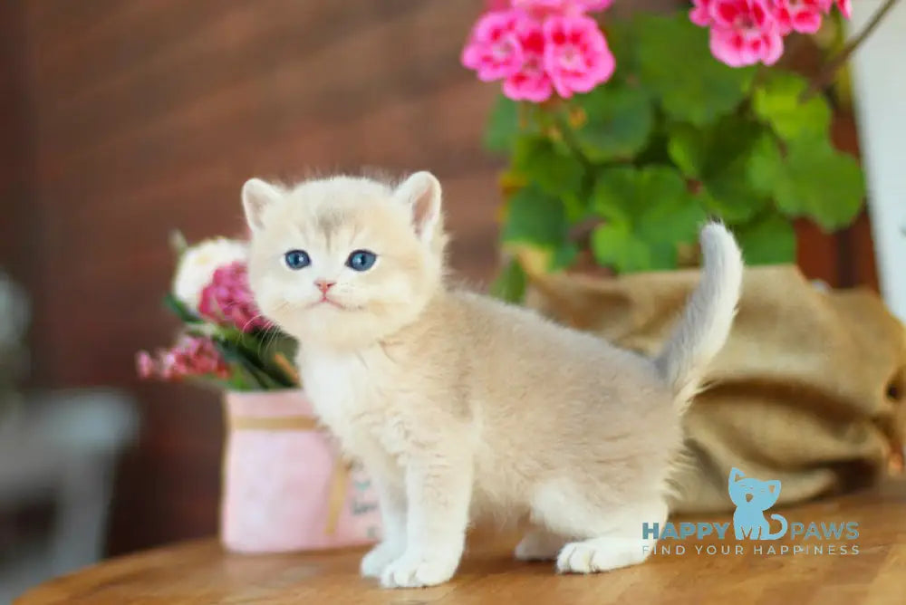 Mark British Shorthair male black golden shaded live animals