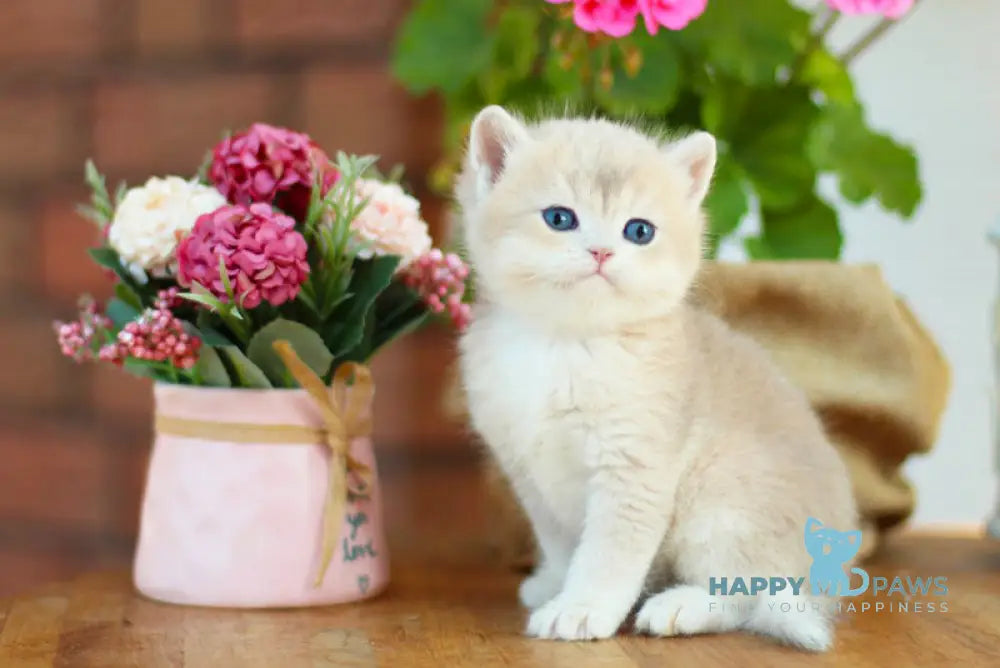 Mark British Shorthair male black golden shaded live animals