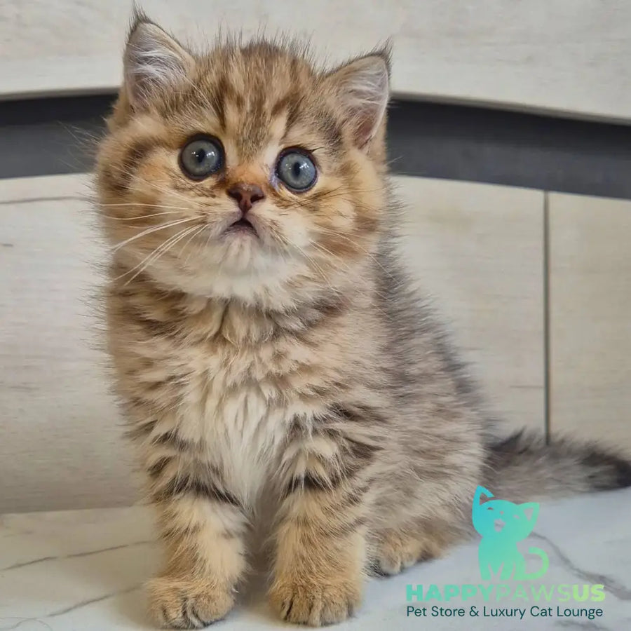Mark British Shorthair male black golden spotted tabby - live animals