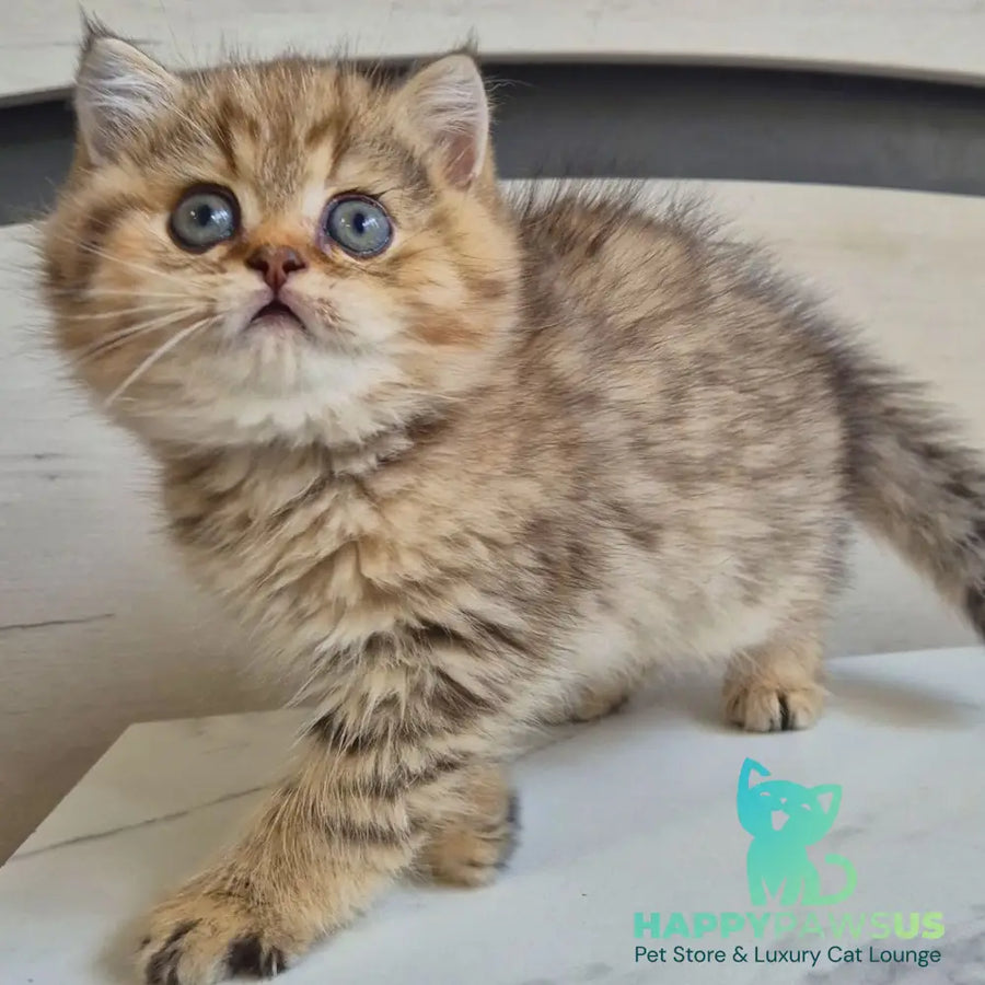 Mark British Shorthair male black golden spotted tabby - live animals