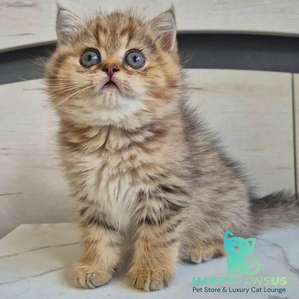 Mark British Shorthair male black golden spotted tabby - live animals