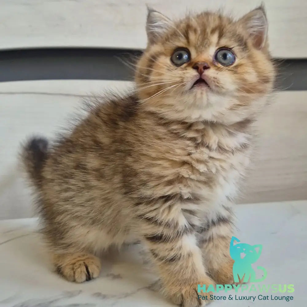 Mark British Shorthair male black golden spotted tabby - live animals