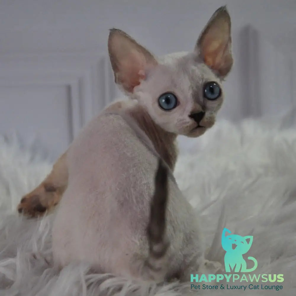 Mark Devon Rex male blue tabby pointed - live animals