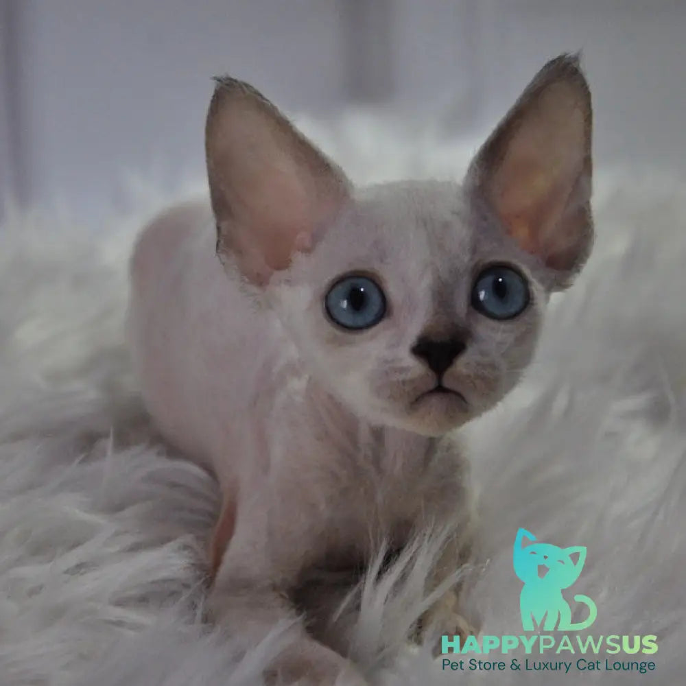 Mark Devon Rex male blue tabby pointed - live animals