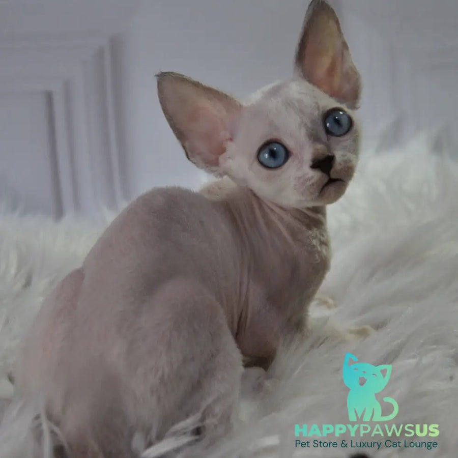Mark Devon Rex male blue tabby pointed - live animals