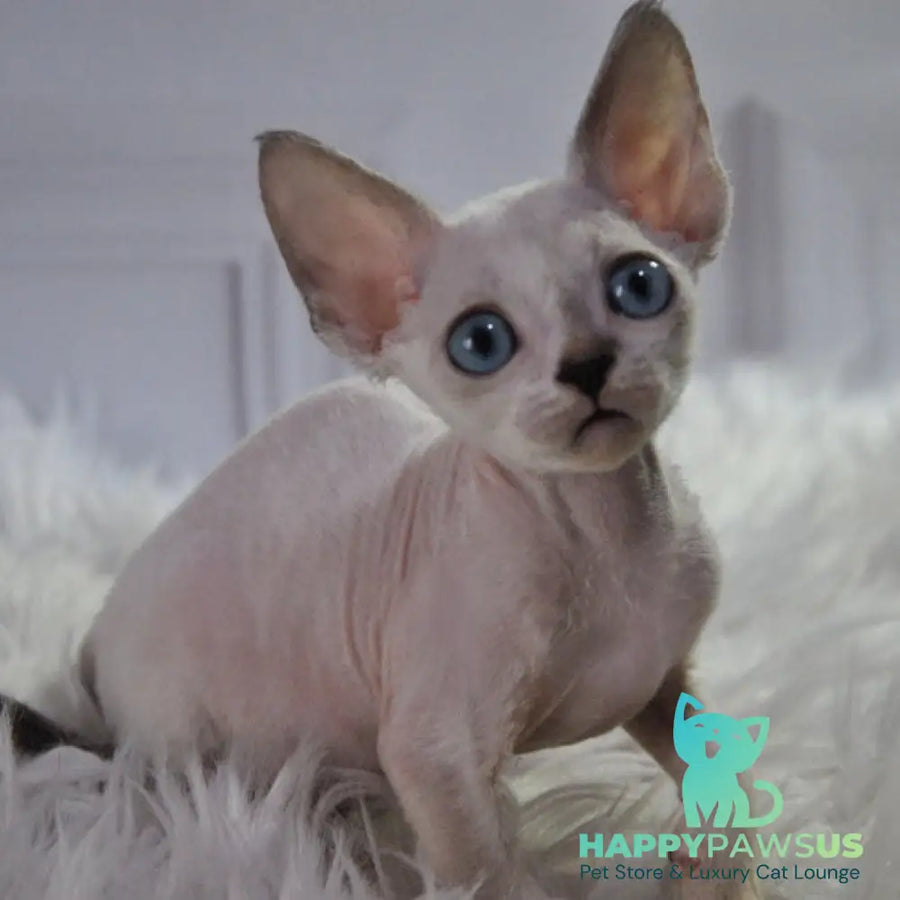 Mark Devon Rex male blue tabby pointed - live animals