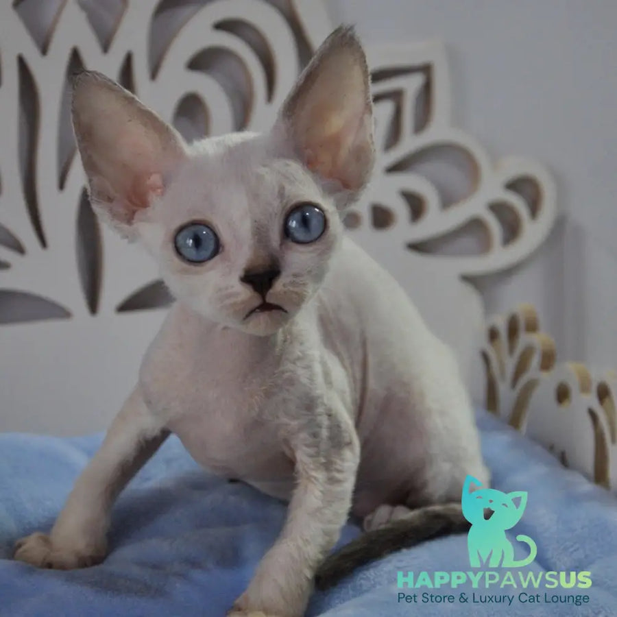 Mark Devon Rex male blue tabby pointed - live animals