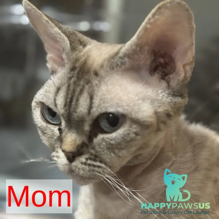 Mark Devon Rex male blue tabby pointed - live animals