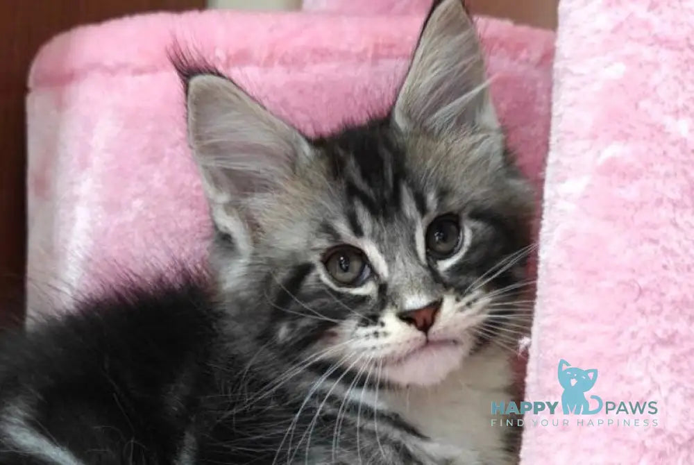 Mark Maine Coon male black silver tabby with white live animals