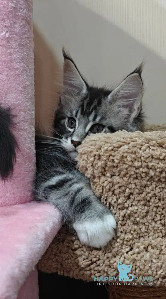 Mark Maine Coon male black silver tabby with white live animals