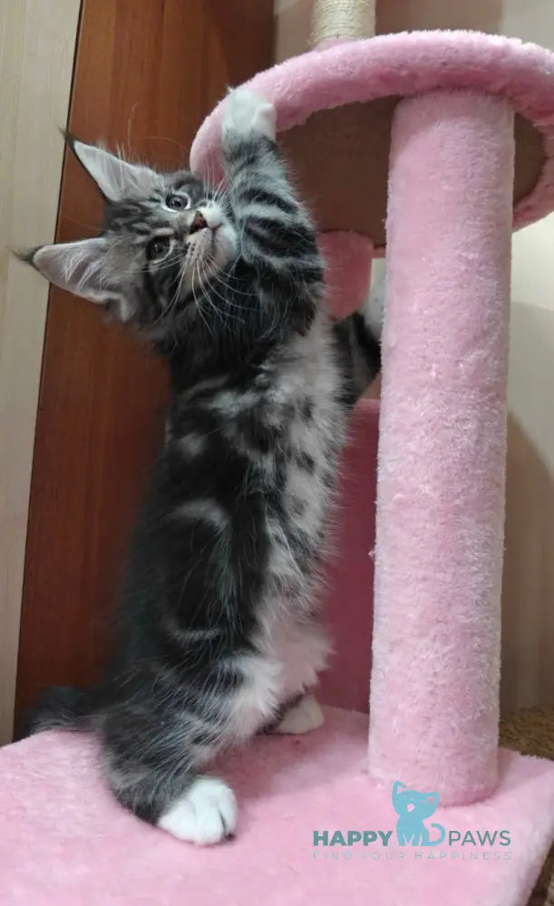 Mark Maine Coon male black silver tabby with white live animals