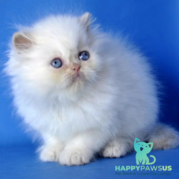 Mark Persian male cream pointed - live animals