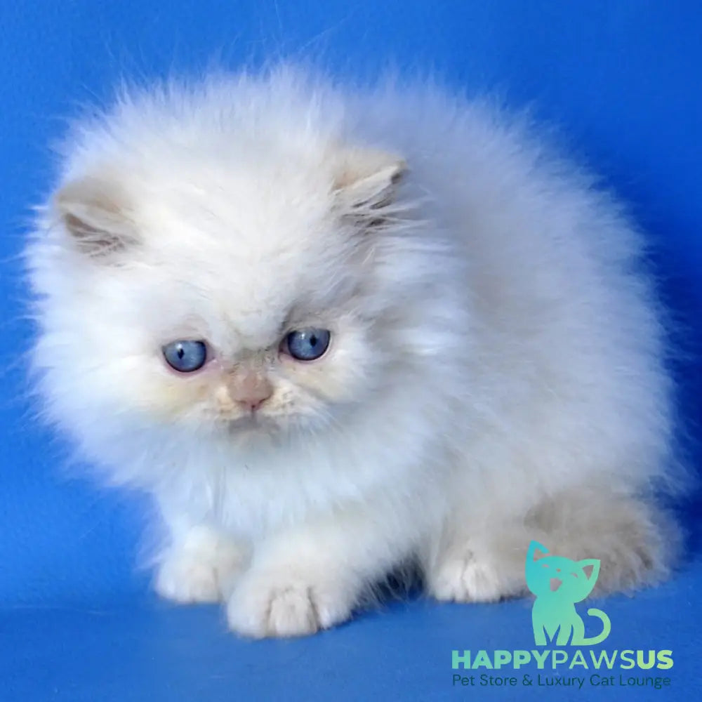 Mark Persian male cream pointed - live animals