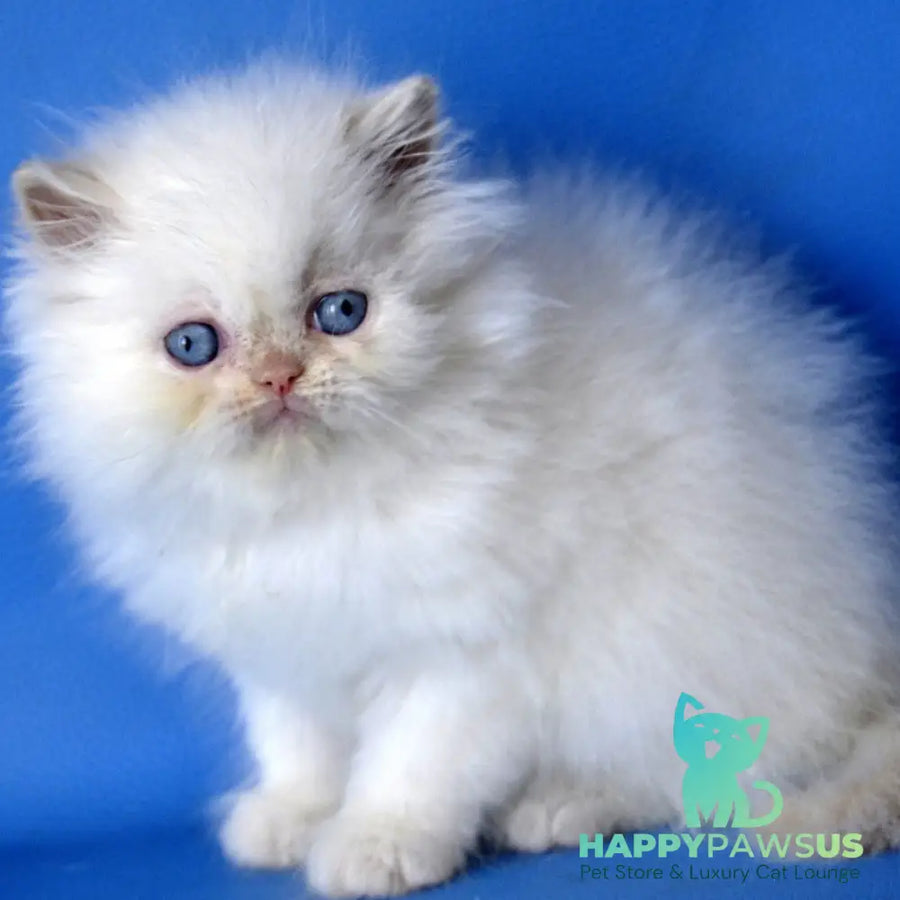 Mark Persian male cream pointed - live animals