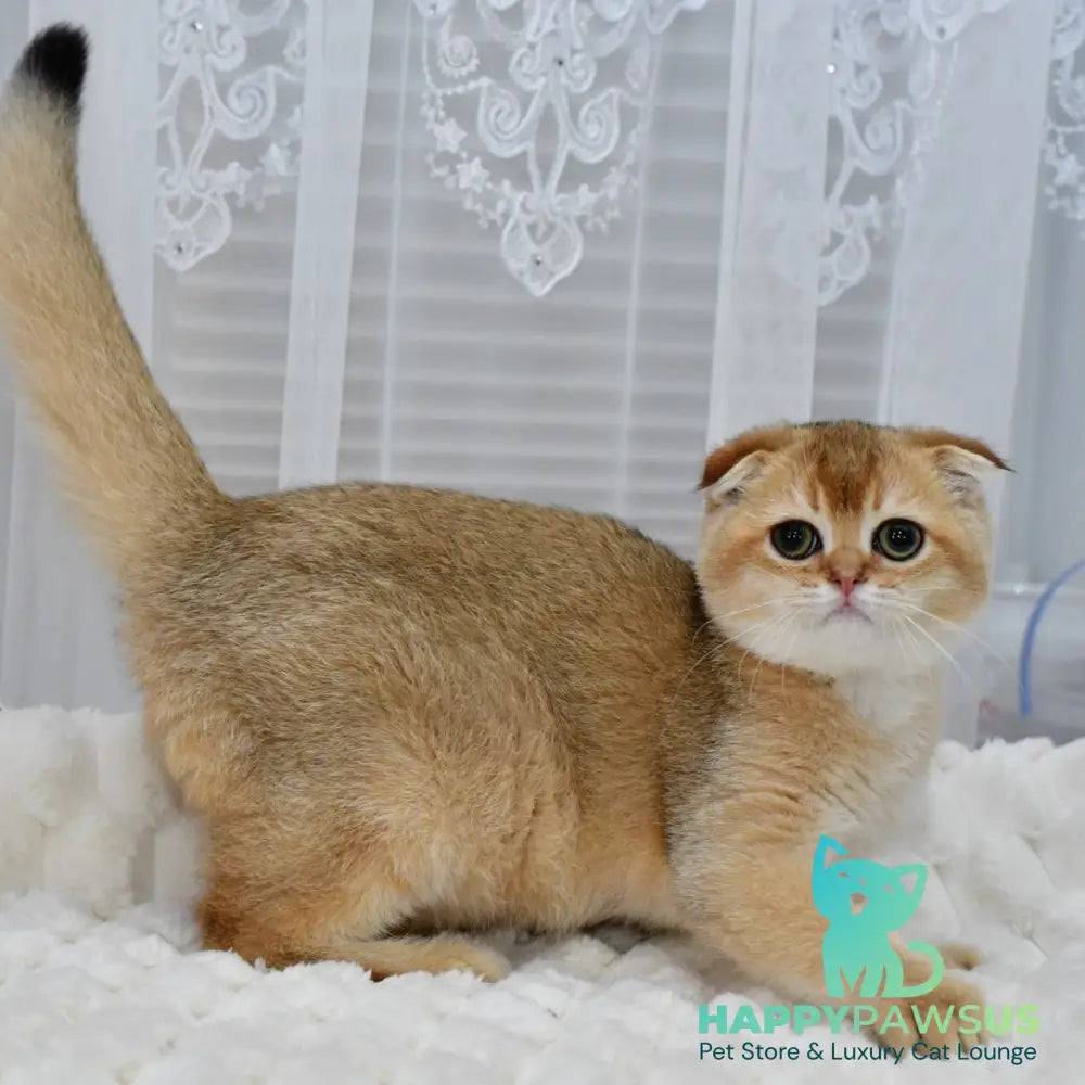 Mark Scottish Fold male black golden shaded - live animals