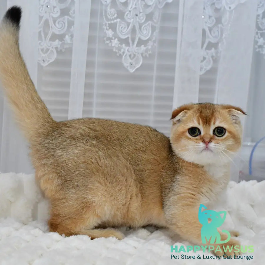 Mark Scottish Fold male black golden shaded - live animals