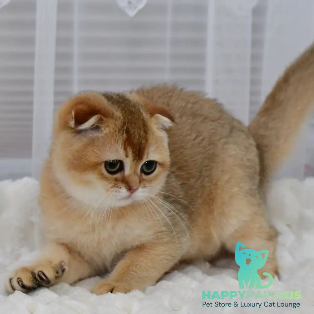 Mark Scottish Fold male black golden shaded - live animals