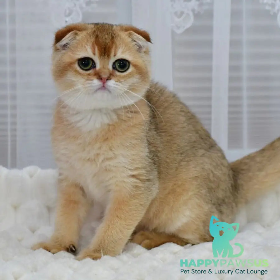Mark Scottish Fold male black golden shaded - live animals