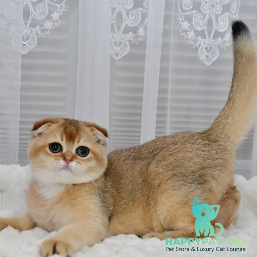 Mark Scottish Fold male black golden shaded - live animals