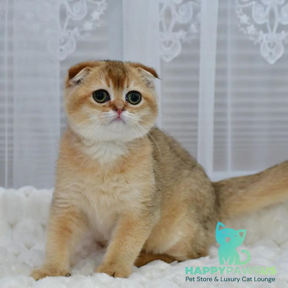 Mark Scottish Fold male black golden shaded - live animals