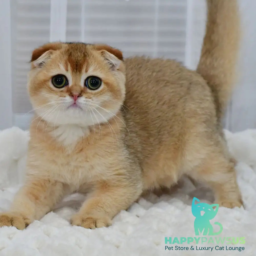 Mark Scottish Fold male black golden shaded - live animals