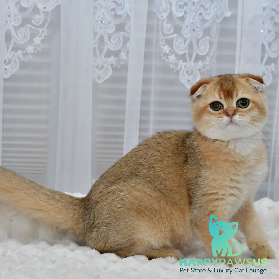 Mark Scottish Fold male black golden shaded - live animals