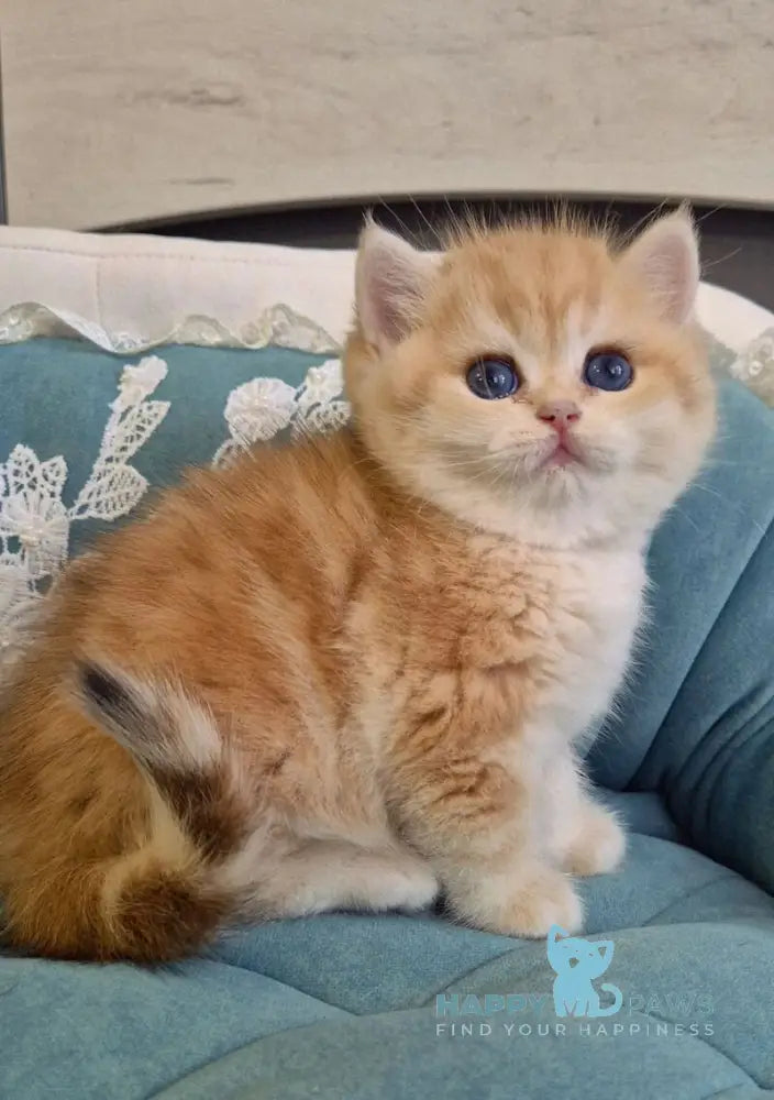 Mark Scottish Straight male black golden tabby live animals