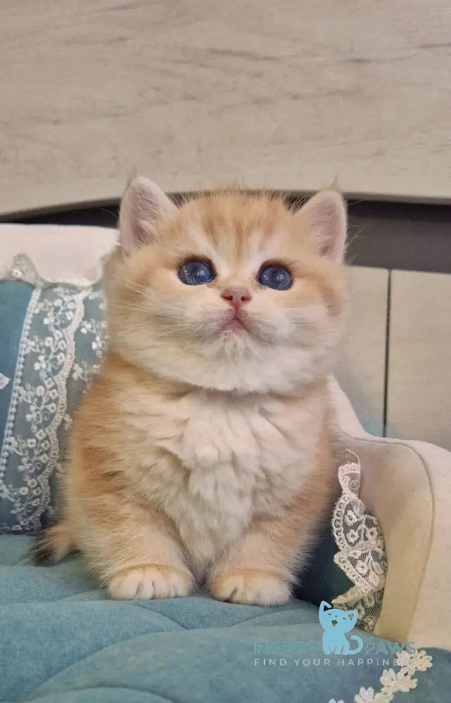 Mark Scottish Straight male black golden tabby live animals