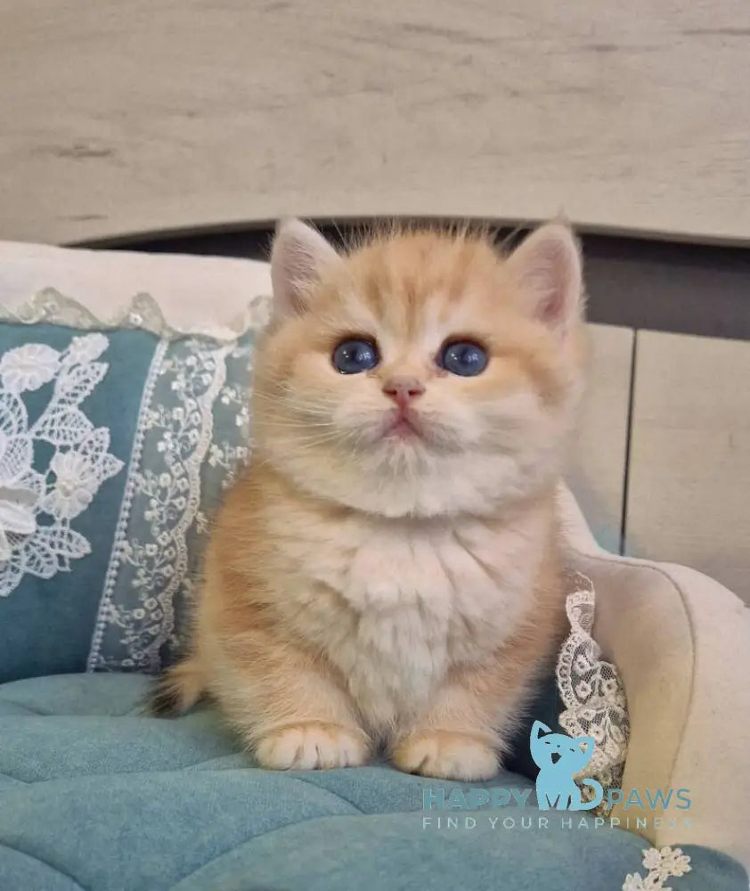 Mark Scottish Straight male black golden tabby live animals