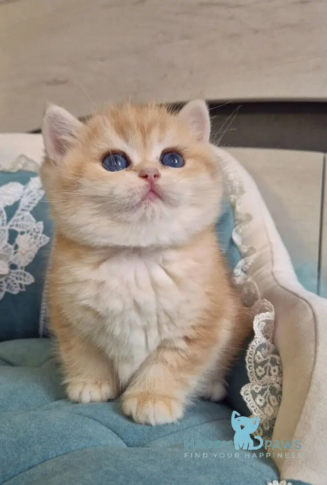 Mark Scottish Straight male black golden tabby live animals