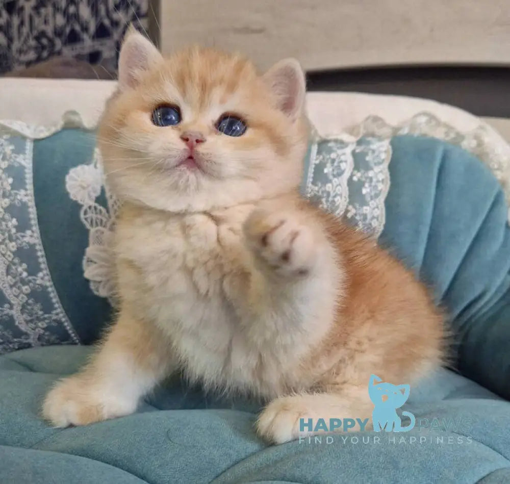 Mark Scottish Straight male black golden tabby live animals