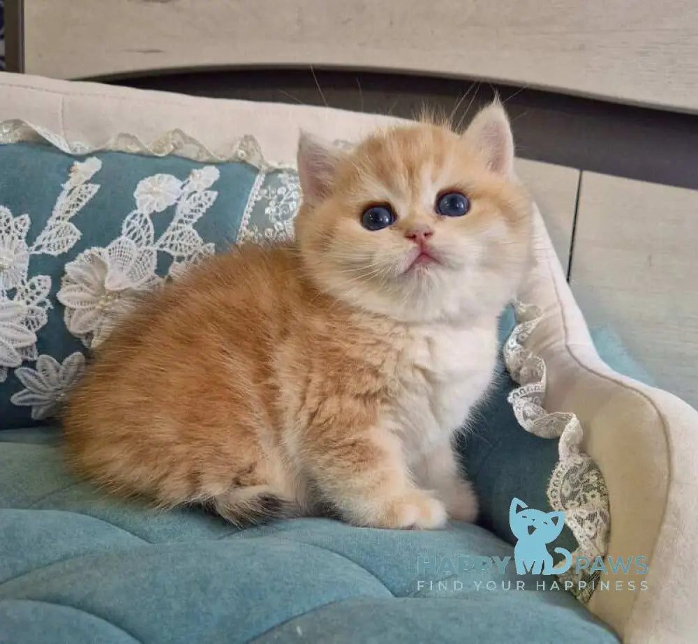 Mark Scottish Straight male black golden tabby live animals