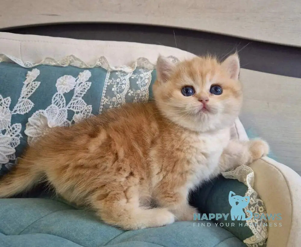 Mark Scottish Straight male black golden tabby live animals