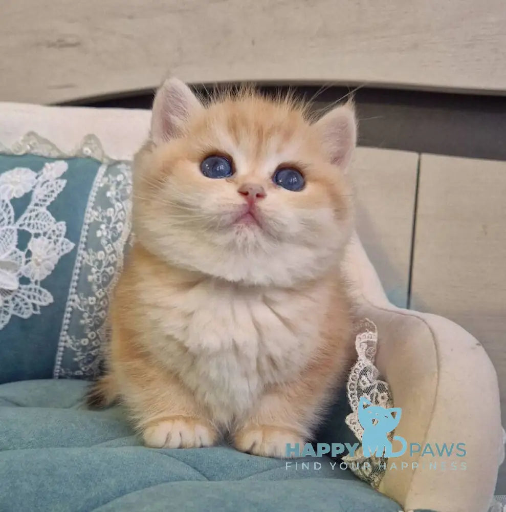 Mark Scottish Straight male black golden tabby live animals