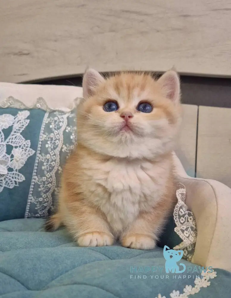 Mark Scottish Straight male black golden tabby live animals