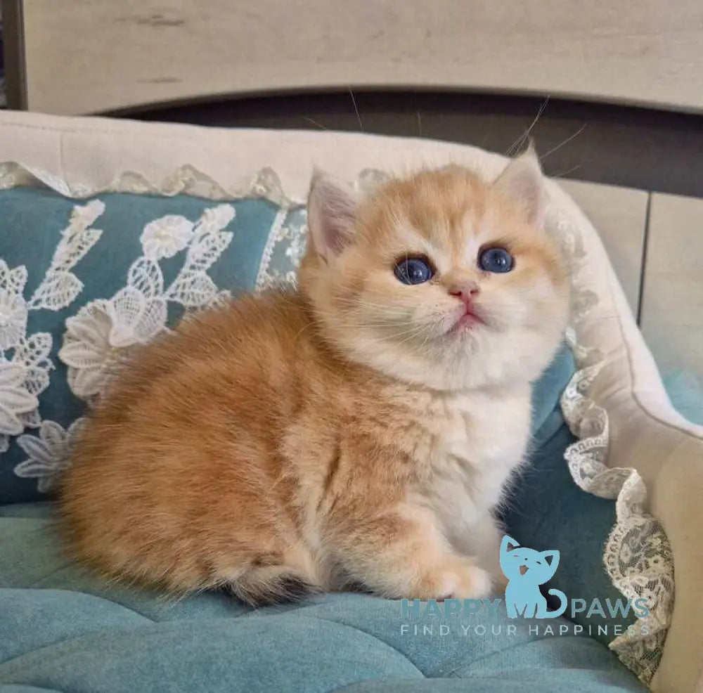 Mark Scottish Straight male black golden tabby live animals